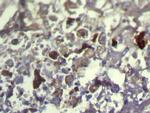 TXNDC11 Antibody in Immunohistochemistry (Paraffin) (IHC (P))