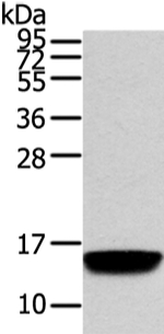 VAMP5 Antibody in Western Blot (WB)