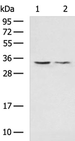VDAC3 Antibody in Western Blot (WB)