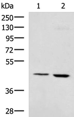 VSIG8 Antibody in Western Blot (WB)