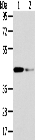 VPS37A Antibody in Western Blot (WB)
