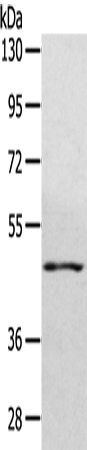 WDR4 Antibody in Western Blot (WB)