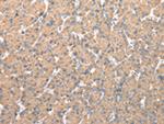 WDR16 Antibody in Immunohistochemistry (Paraffin) (IHC (P))