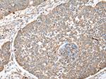 WDR85 Antibody in Immunohistochemistry (Paraffin) (IHC (P))