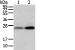 WFDC5 Antibody in Western Blot (WB)