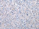 XKR6 Polyclonal Antibody