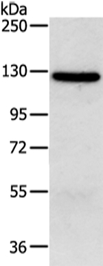 MORC2 Antibody in Western Blot (WB)