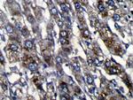 ZFAND3 Antibody in Immunohistochemistry (Paraffin) (IHC (P))