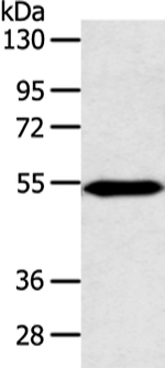 ZNF239 Antibody in Western Blot (WB)