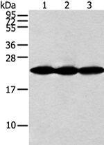 NDUFB10 Antibody in Western Blot (WB)