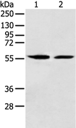 FMO5 Antibody in Western Blot (WB)