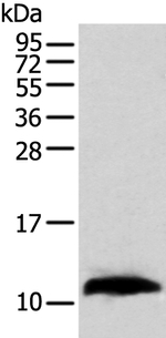 TBCA Antibody in Western Blot (WB)