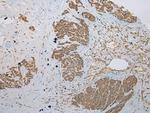 Krt222 Antibody in Immunohistochemistry (Paraffin) (IHC (P))
