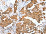 ERMP1 Antibody in Immunohistochemistry (Paraffin) (IHC (P))