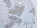 UBXN2B Antibody in Immunohistochemistry (Paraffin) (IHC (P))