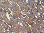 C8G Polyclonal Antibody
