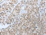COMMD6 Antibody in Immunohistochemistry (Paraffin) (IHC (P))