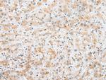 C22orf41 Antibody in Immunohistochemistry (Paraffin) (IHC (P))