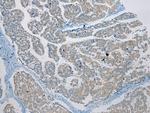 C4orf46 Antibody in Immunohistochemistry (Paraffin) (IHC (P))