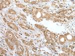 SPCS2 Polyclonal Antibody