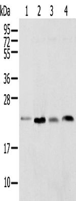 SPCS2 Antibody in Western Blot (WB)