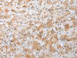 NUDT22 Antibody in Immunohistochemistry (Paraffin) (IHC (P))