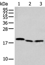 NUDT2 Antibody in Western Blot (WB)
