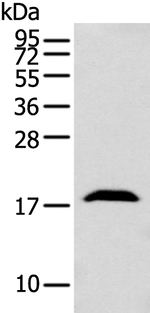 GMFB Antibody in Western Blot (WB)