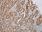 LSAMP Polyclonal Antibody