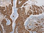 LSAMP Antibody in Immunohistochemistry (Paraffin) (IHC (P))