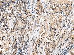 RHEBL1 Antibody in Immunohistochemistry (Paraffin) (IHC (P))