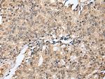 RHEBL1 Antibody in Immunohistochemistry (Paraffin) (IHC (P))