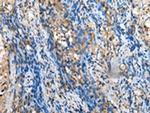 MOB4 Antibody in Immunohistochemistry (Paraffin) (IHC (P))