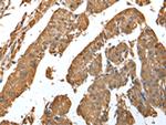 ASB9 Polyclonal Antibody