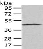PTGIR Antibody in Western Blot (WB)