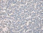 NPC2 Antibody in Immunohistochemistry (Paraffin) (IHC (P))