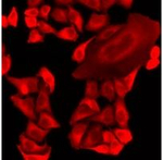 MRPS30 Antibody in Immunocytochemistry (ICC/IF)