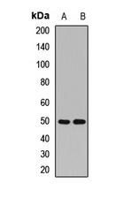 MRPS30 Antibody in Western Blot (WB)