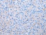eIF3i Polyclonal Antibody