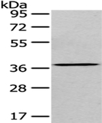 eIF3i Antibody in Western Blot (WB)