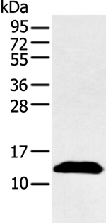 PPBP Antibody in Western Blot (WB)