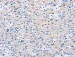 EI24 Polyclonal Antibody