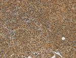 TGM7 Antibody in Immunohistochemistry (Paraffin) (IHC (P))