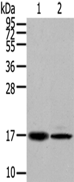 TUSC5 Antibody in Western Blot (WB)