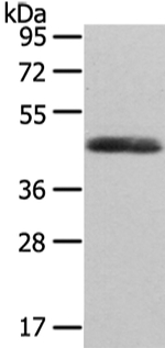 WNT2 Antibody in Western Blot (WB)