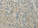 WRCH1 Polyclonal Antibody