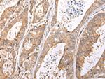 XKR7 Polyclonal Antibody