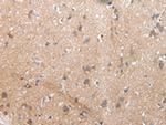 XKR4 Antibody in Immunohistochemistry (Paraffin) (IHC (P))