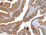 XKR4 Polyclonal Antibody