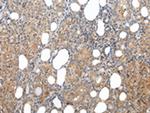 XKRX Antibody in Immunohistochemistry (Paraffin) (IHC (P))